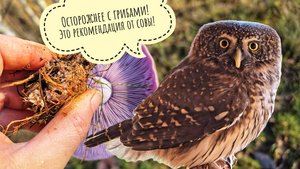 Лезу в домик к самой маленькой сове. Сыч Пуньк возмущён. К нам пришли грибы, а мы их в лесу ждём