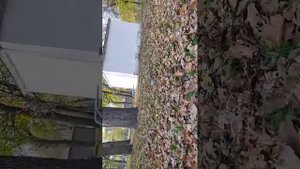 белки в парке