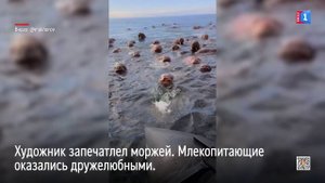 Фотограф Вадим Махоров поделился в соцсетях кадрами с острова Ратманова