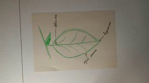 Основные ЧАСТИ ЛИСТА растения. Урок для младших школьников