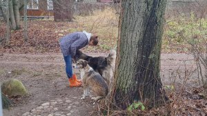 Хвостатые помощники, пушистый пёс и сюрпризы от берёзы