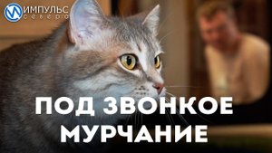 В первой на Ямале котокофейне приступили к работе пушистые сотрудники