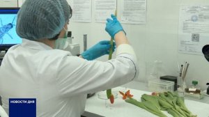 РОССЕЛЬХОЗНАДЗОР по Оренбургской области провел рейд по точкам продаж семян