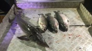 итоговый улов на малом водоёме