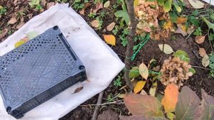 Искореняющая обработка сада в ноябре.