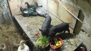 Содержание вьетнамских вислобрюхий свиней вместе с домашней птицей. Чем кормить в домашних условиях.