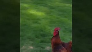 Видео от МЯУтаверс – как метавселенная, но с котами