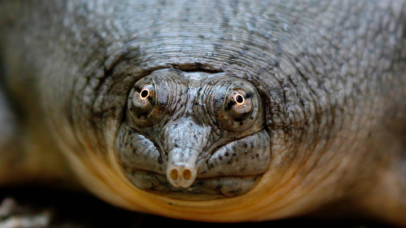 Эта странная черепаха не боится даже Аллигатора - МЯГКОТЕЛ!