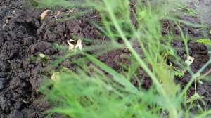 Собираем салат, редис, укроп, лук в ноябре.