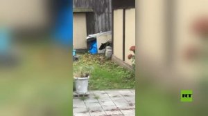 اليابان ترسل قوات عسكرية لمكافحة الدببة