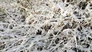 А у нас первый снег, 3 ноября.