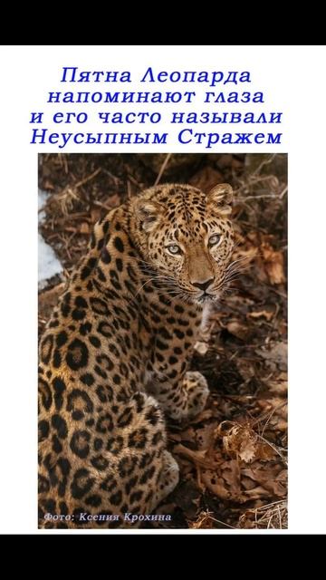 Про Леопарда