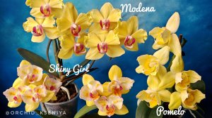 Жёлтые красавицы орхидеи: Pomelo трилипс, Modena бантик, Shiny Girl бабочка в домашних цветениях 🌼