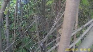 КАК ПРАВИЛЬНО ОБРЕЗАТЬ ИРГУ ОСЕНЬЮ