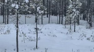 #ПРОМЫСЛОВИКИ ВЫПУСК 16 // ЧАСТЬ 2// КЕТСКАЯ СКАЗКА ПРО РЯБЧИКА // ПОИСК ПРОПАВШЕГО СОБОЛЯ