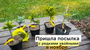 Распаковка хвойных новинок! Как сохранить в зиму?
