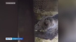 Ставропольские волонтеры выхаживают пострадавшего в ДТП медведя