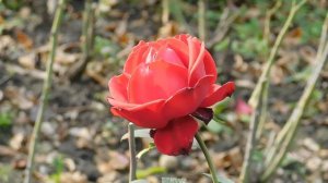 04=11=2025  ник  ПВН  КРАСНОДАР  (73)