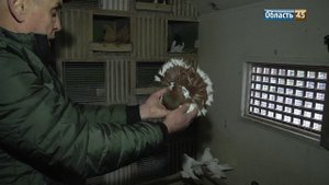 У курганца делом всей жизни стали декоративные голуби