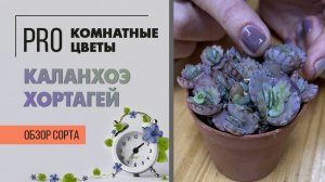 Суккулент Каланхоэ Хортагей. Обзор сорта. Интересный суккулент. Растение для южного и западного окна