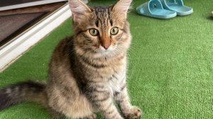 Когда забыл купить Вискас.!😆