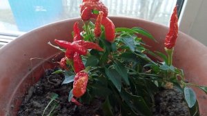 Обзор комнатных растений и своих картин