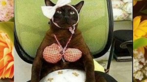 Анекдоты, приколы, юмор, статусы 🔥