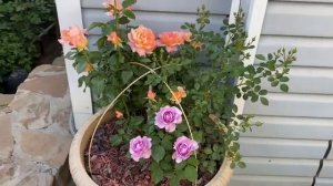 Розы в кашпо, розовая композиция, сочетание роз по цвету.