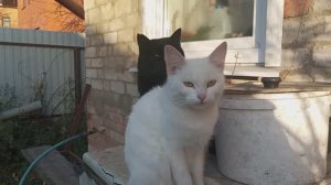 Ну всё , буду без яиц. Думала оставить, а приходится продавать.От ласки я птицу защитить не смогу.