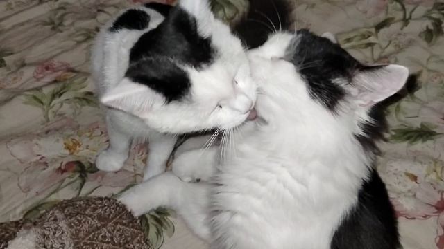 Кот Дрон не вернулся.Один котёночек копия Дрона.😢 Хвостики получили подарок.🎁