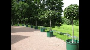 парк Александрия 22 июля 2009