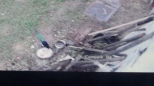 В столовой сорока с красивым опереньем   4     ПОДПИШИСЬ