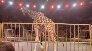 Уникальный дрессированный ЖИРАФ