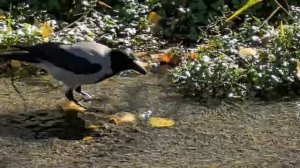 Ворона. Видео Л.П. Юрчишко