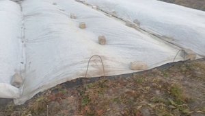 При каких температурах и каким укрывным материалом укрывать клубнику