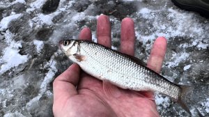 ПЕРВЫЙ ЛЁД 2025-26 / ЩУКА ломает ПОВОДКИ И КРЮЧКИ