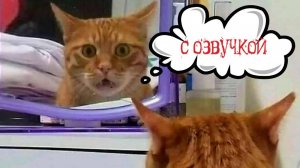 Приколы с котами СМЕШНОЕ ВИДЕО СМЕШНЫЕ ЖИВОТНЫЕ