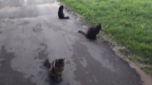 Дружная семейка 😺