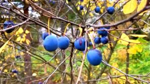 Противоречивый тёрн