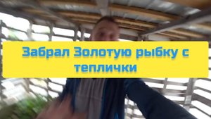 ЗАБРАЛ ЗОЛОТУЮ РЫБКУ С ТЕПЛИЧКИ