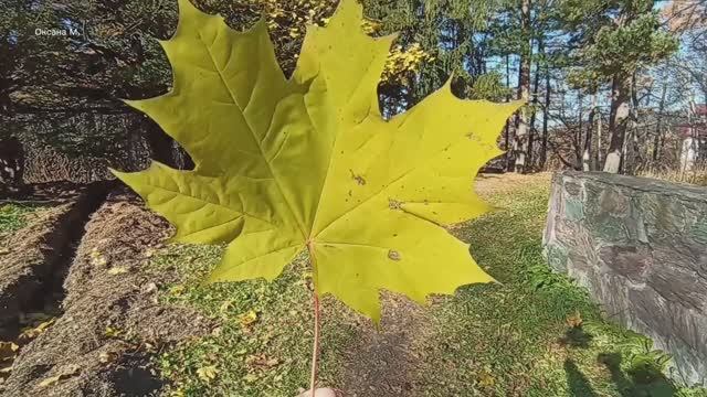 Погуляла на обеде на природе. 5 ноября.mp4