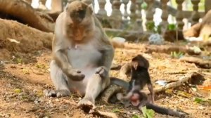 Макашонок, конечно , смотрится ещё... 1000040196.mp4