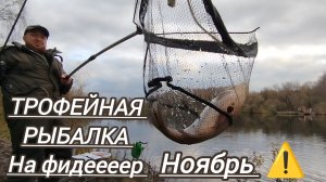 ТРОФЕЙНАЯ ЛОВЛЯ КАРПА КАРАСЯ В НОЯБРЕ НА ФИДЕР
