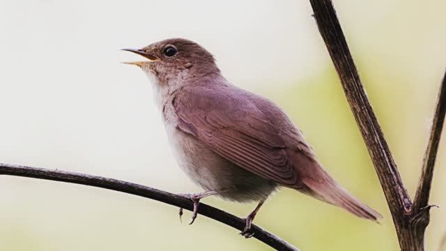Звуки природы. Лес. Птицы. Трель соловья, пение птиц, звук реки