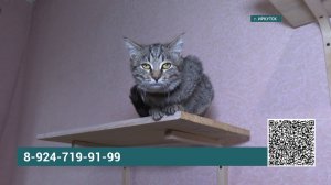 Кошачьему приюту "Время котов" нужна помощь