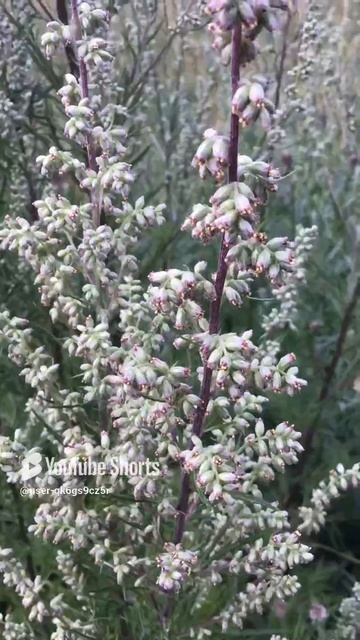 Ленинградская область. Хвойное. 12.07.2024. Растение-цветущая полынь. А вы видели_
