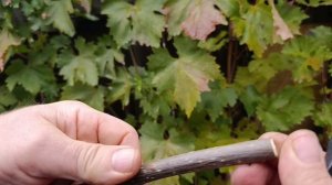 Тест лучших японских секаторов. Каким самый чистый и легкий срез.