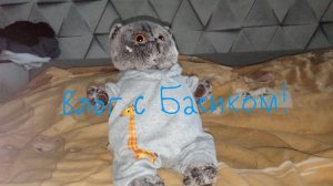 Влог с Басиком! 😺