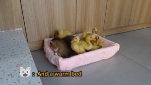 Котенок спасает утят и приносит их домой (2025 год)