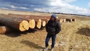 Крупные бревна сосны на сруб для строительства. Отзыв заказчика.